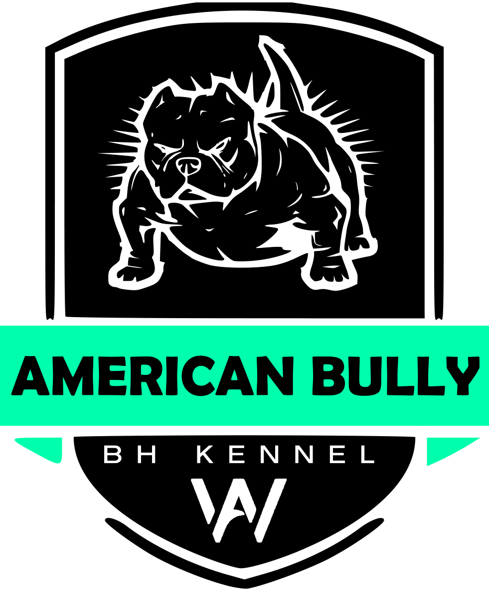 American Bully SP Canil Especializado em American Bully
