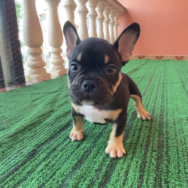 IMG_8887-600x600